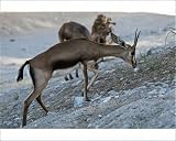 Photographic Print of from Flpa