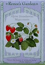 Strawberries Alpine Mignonette Heirloom Seeds 250 Seeds