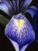 Detail of a Purple Flag Iris Flower (Iris Tridentata) in Bloom, Florida, Usa Photographic Poster Print by Jeff Foott, 18x24