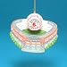 Synthetic Socks - MLB Boston Red Sox Baseball Stadium Fenway Park Christmas Ornament