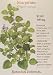 Sweet Marjoram Heirloom Seeds 400 Seeds