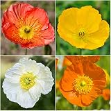 Package of 10,000 Flower Seeds, Iceland Poppy Mixture (Papaver nudicale) Non-GMO Seeds by Seed Needs