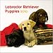labrador45  - Labrador Retriever Puppies 2010 Mini Wall Calendar