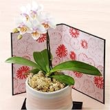 ≪母の日ギフト≫ミディ胡蝶蘭　和風仕立「はなまろ」【お届けは5月8日～11日】