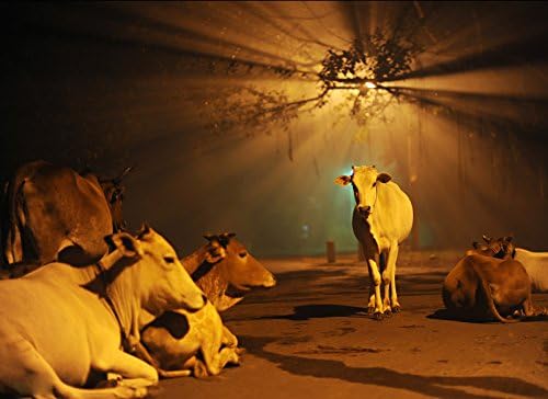 Wall Mural Wall Decor Wall Poster, Cows