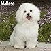 Maltese Calendar - Only Dog Breed Maltese Calendar - 2016 Wall calendars - Dog Calendars - Monthly Wall Calendar by Avonside