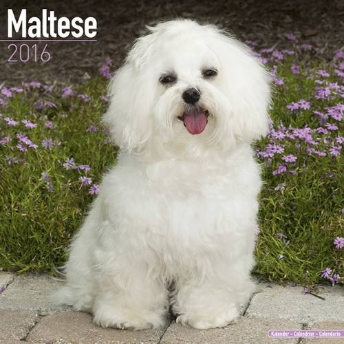 Maltese Calendar - Only Dog Breed Maltese Calendar - 2016 Wall calendars - Dog Calendars - Monthly Wall Calendar by Avonside