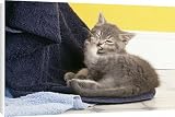 Canvas Prints of Cat - kitten cleaning itself. Biting its feet / foot from Ardea Wildlife Pets