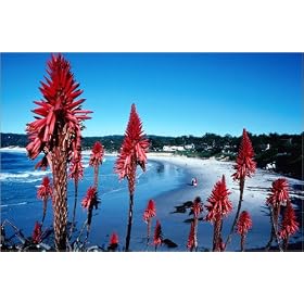 photographie Carmel Bay and beach through plants. est disperible en (L x H): 60 x 40 cm de D. Ryan