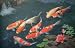 51QmmgCBIjL. SL75  Imperial Garden Products OSI Koi Pond Sticks Maintenance Floating Fish Food 11.5oz