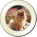 \"POMERANIAN