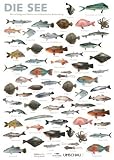 Plakat Meeresfische: Die 80 wichtigsten Fische - Thomas Ruhl