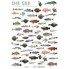Plakat Meeresfische: Die 80 wichtigsten Fische