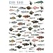 Plakat Meeresfische: Die 80 wichtigsten Fische