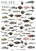 Bücher : Plakat Meeresfische: Die 80 wichtigsten Fische