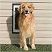 PetSafe Wall Entry Aluminum Pet Door LARGE