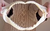 Large Sharks Jaw Real Shark Tooth Teeth Taxidermy