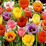 Tulip Fringed Collection 8 Bulbs - Spectacular Colors!
