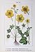 Flowers Sturms 1901 Ranunculus Acris Wolliger Lingua