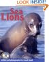 Sea Lions (Early Bird Nature)