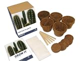 Cactus Plants