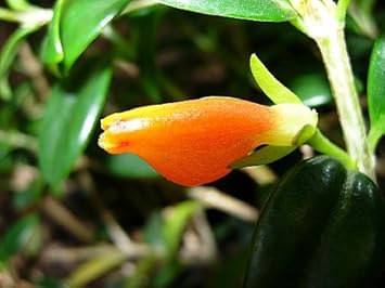 Goldfish Plant - 6" Hanging Basket - Blooms Constantly!