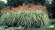 Variegated Japanese Silver Grass Five Gallon Plant