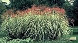 Variegated Japanese Silver Grass Five Gallon Plant