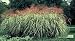 Variegated Japanese Silver Grass Five Gallon Plant