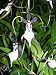 Kitchen & Housewares : Odbrsa Pisgah Recluse (Bare root plant)