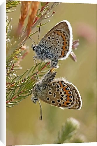 Canvas Prints of Butterfly from Country Life Canvas Prints of Butterfly from Country Life