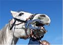 Horse mouth speculum dental device stainless steel