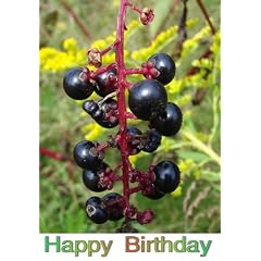 Night of the Living Dead: 16x9 Widescreen TV.:Greeting Card: Happy Birthday by 