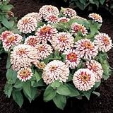 Zinnia Swizzle Cherry & Ivory