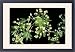 Framed Prints of PM-4746 Sugar MAPLE tree - Flowers from Ardea Wildlife Pets