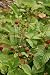 Pflanzenset: 3 x Fragaria vesca - Walderdbeere