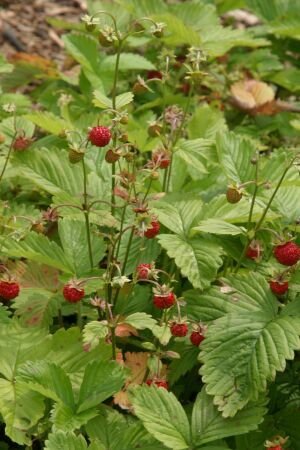 Pflanzenset: 3 x Fragaria vesca - Walderdbeere