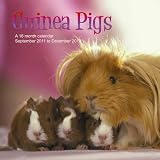 Guinea Pigs 2012 Wall Calendar #ANM06