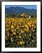 Field of Common Sunflowers, Abajo Mountains, Monticello, Utah, USA Places Framed Art ...
