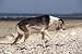 Saluki Greyhound Dog Persian - 24