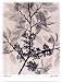 (12x16) Judith McMillan American Elm Art Print Poster