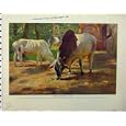 1926 INDIAN HUMPED CATTLE HARES COUNTRY NATURAL HISTORY