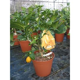 Citrus Medica Digitata - Buddha's Hand/Fingered Citron