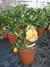 Image of Citrus Medica Digitata - Buddha's Hand/Fingered Citron