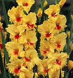 Jester Large Flowering Gladiolus - 10 Bulbs