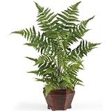 Forest Fern With Wood Vase