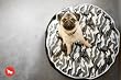 P.L.A.Y. Round Bed with Eco-Friendly Filler and 100-Percent Cotton Cover, Small, White/Camouflage
