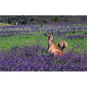 photographie Kangaroos amongst Paterson's Curse. est disperible en (L x H): 80 x 50 cm de J. Banagan