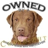 Chesapeake Bay Retriever Chessie Owned By Adult T Shirt