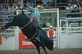 Bull Riding 258-75011M Wall Mural